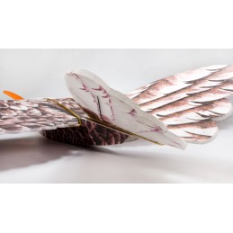 Aigle Eagle II 1m43 E19 EPP Kit PNP DW Hobby DW Hobby - Dancing Wings Hobby E1904 - 5