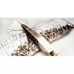 Aigle Eagle II 1m43 E19 EPP Kit DW Hobby DW Hobby - Dancing Wings Hobby E1901 - 5