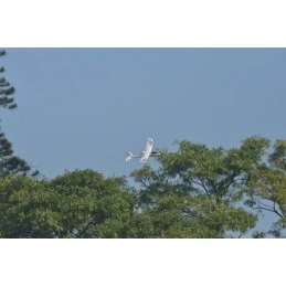 Avion Ranger 600 - 600mm avec stabilisateur de vol RTF Volantex Volantex V761-2 - 4